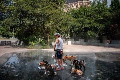 Un paseador refresca a los perros en una fuente de París